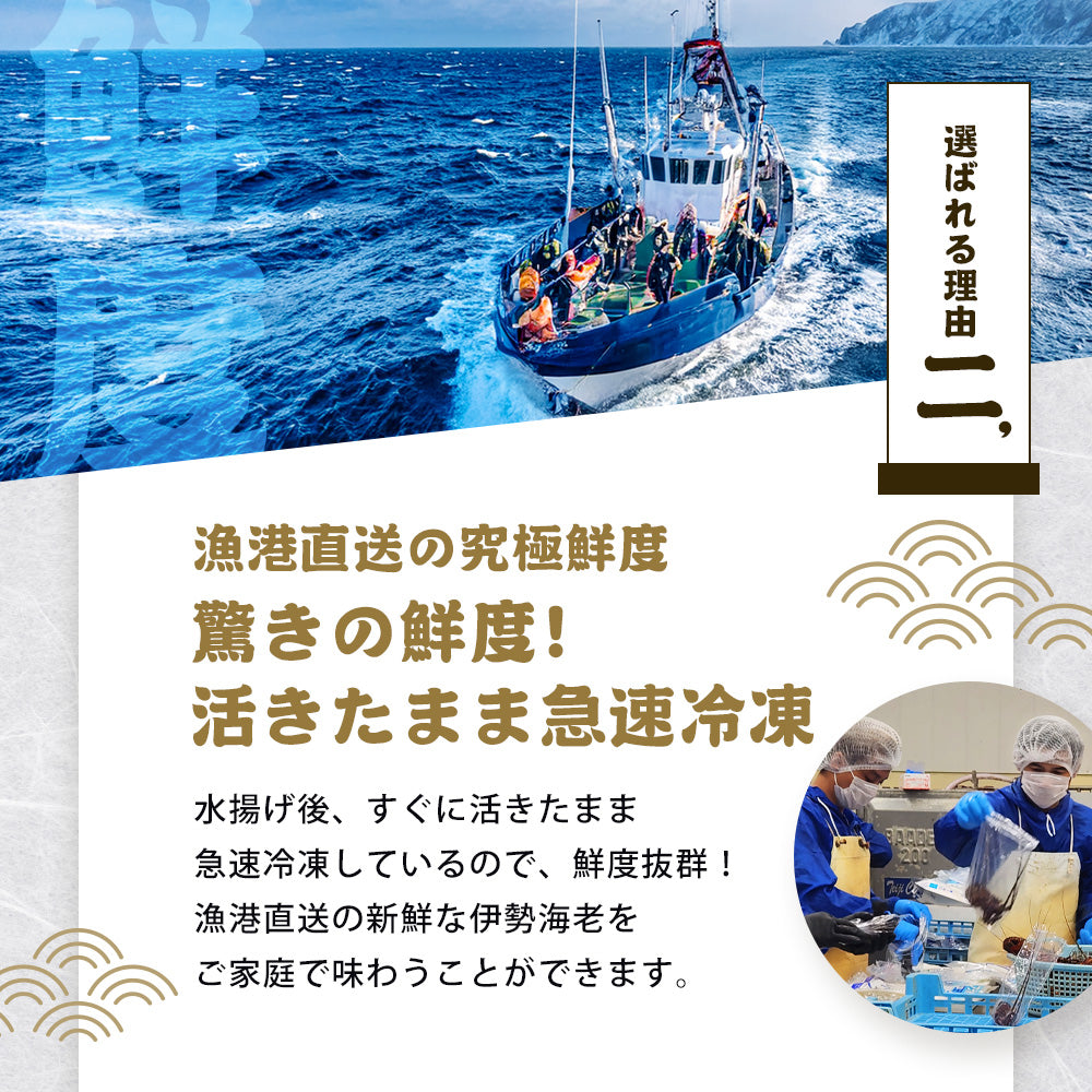 伊勢海老 千葉県産 活〆生冷凍 天然 1尾