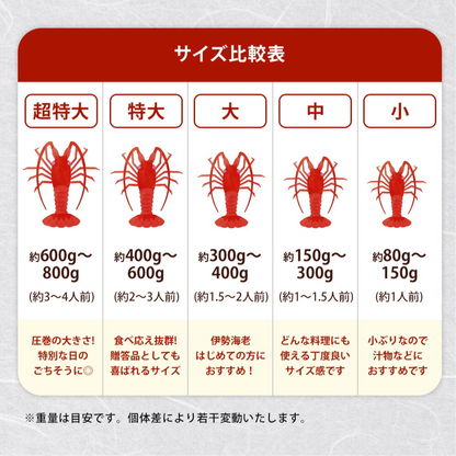 伊勢海老 千葉県産 活〆生冷凍 天然 1尾