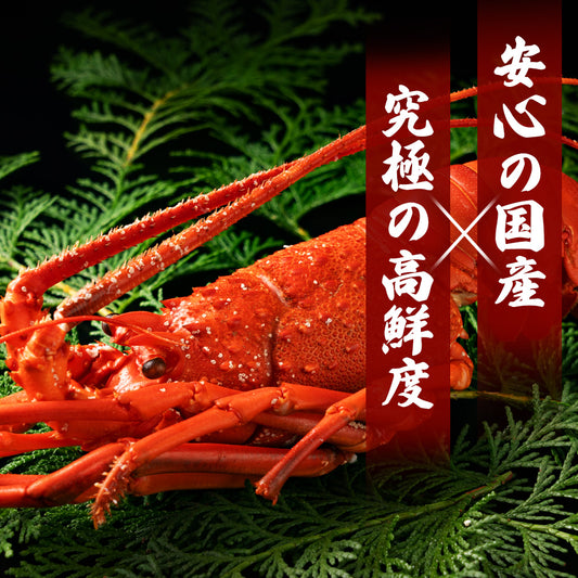 伊勢海老 千葉県産 活〆生冷凍 天然 1尾