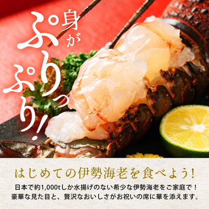 伊勢海老 千葉県産 活〆生冷凍 天然 1尾