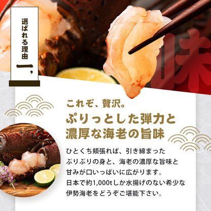 伊勢海老 千葉県産 活〆生冷凍 天然 2尾入
